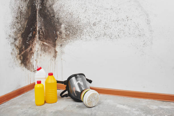 Mountain Home Af, ID Mold Removal Company