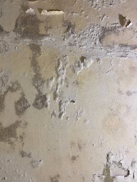 Best Water Damage Restoration  in Mountain Home Af, ID