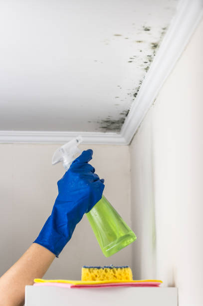 Certified Mold Removal in Mountain Home Af, ID